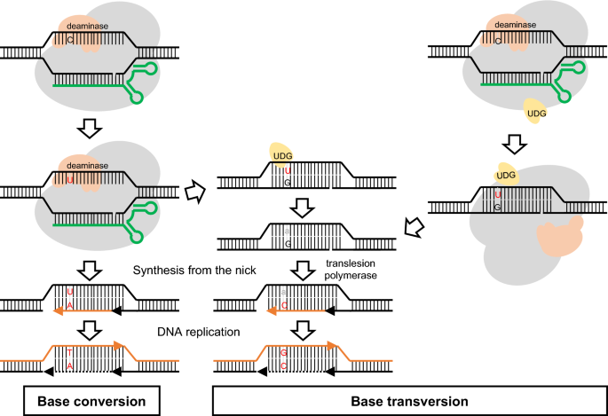 Novel Crispr Cas Applications In Plants From Prime Editing To Chromosome Engineering Springerlink