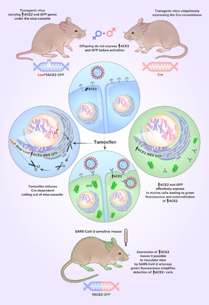 Cre Lox Breeding for Beginners, Part 1  JAX Mice and Clinical Research  Services