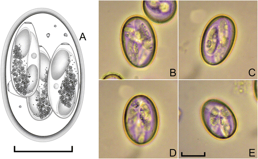 New approaches for morphological diagnosis of bovine Eimeria species: a  study on a subtropical organic dairy farm in Brazil | Tropical Animal  Health and Production