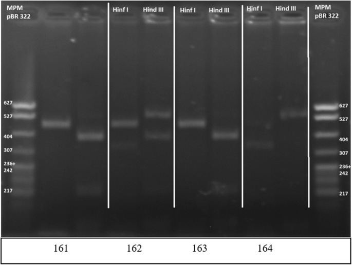 Kappa-casein genotyping in tropical milking Criollo and its association to  milk production and composition | SpringerLink