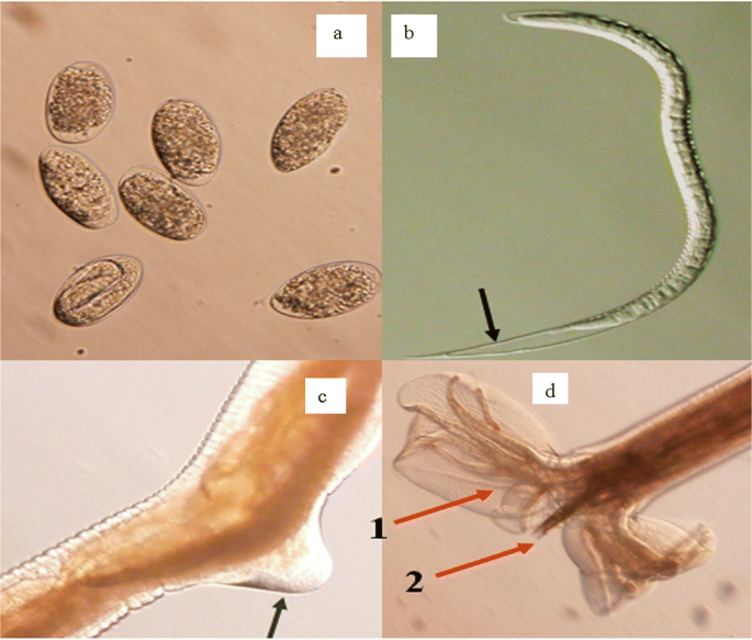Ovine Haemonchosis A Review Springerlink