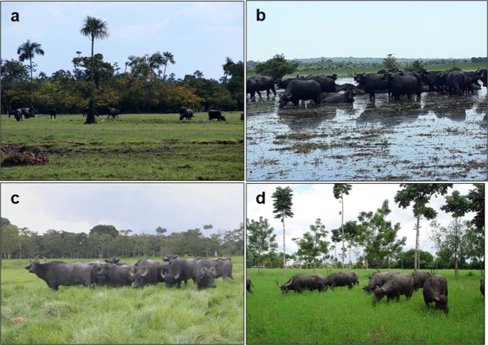 Water buffalo in Brazilian Basin: a review |