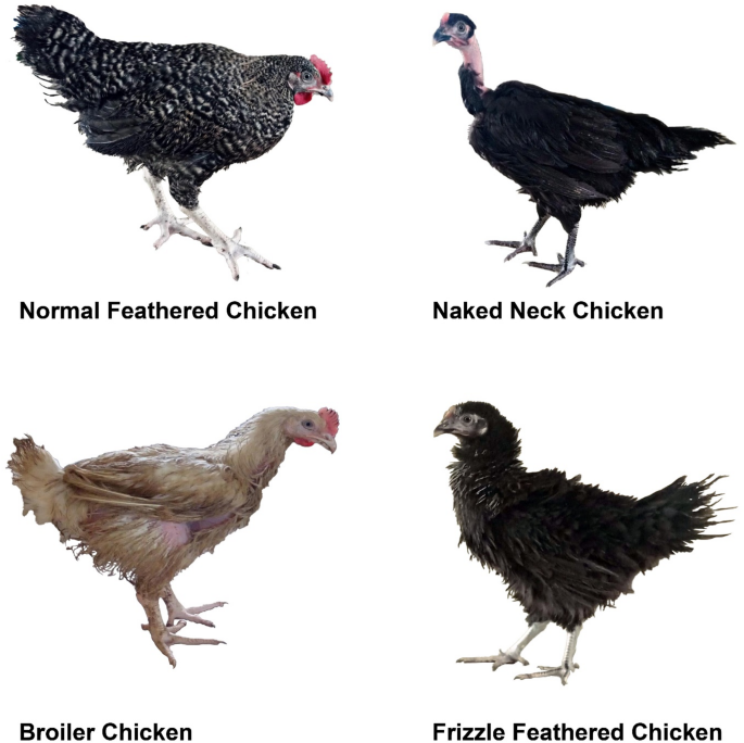Assessing the genotype effects on performance and meat quality traits ...