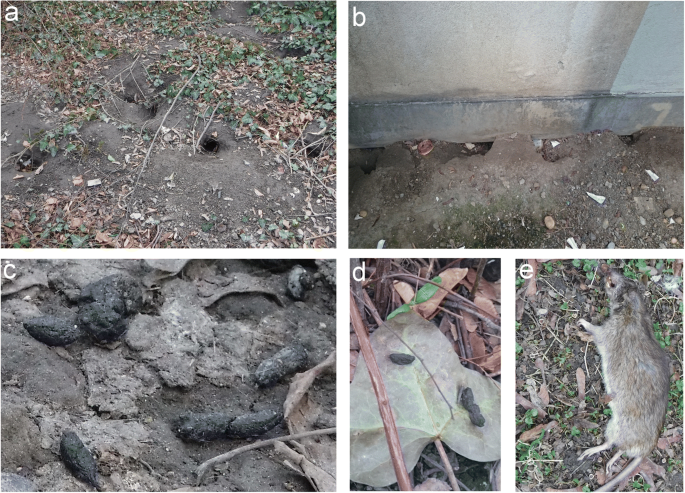 Brown Rats Rattus Norvegicus In Urban Ecosystems Are The Constraints Related To Fieldwork A Limit To Their Study Springerlink