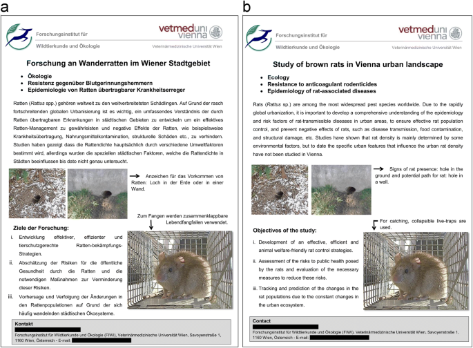 Brown Rats Rattus Norvegicus In Urban Ecosystems Are The Constraints Related To Fieldwork A Limit To Their Study Springerlink
