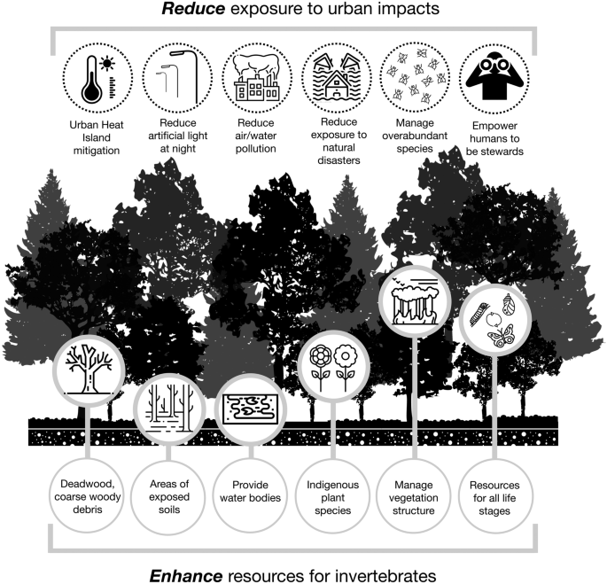 Urban forest invertebrates: how they shape and respond to the 