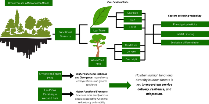 Exploring plant functional diversity and ecological dynamics in urban ...