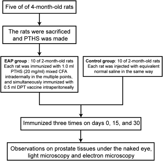 Prostatitis 30 év alatt