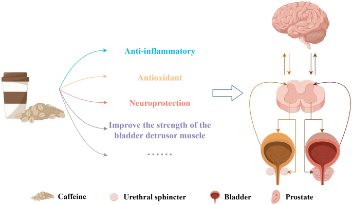 Threshold effects between caffeine intake and urine flow rate: a ...