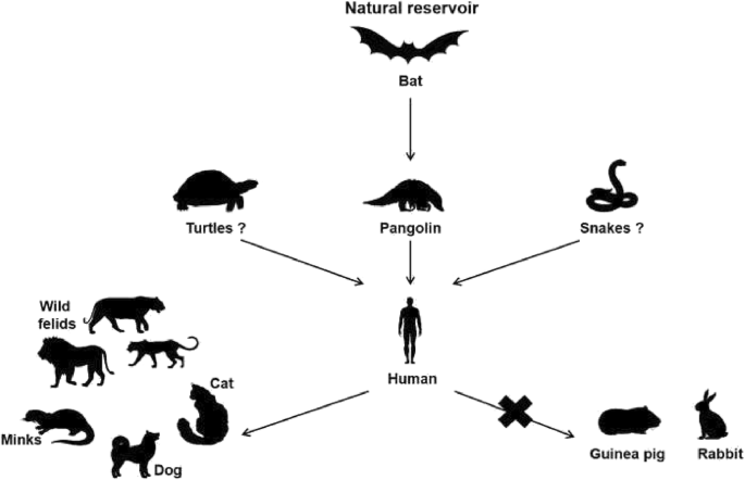 Bats, pangolins, minks and other animals - villains or victims of  SARS-CoV-2? | SpringerLink