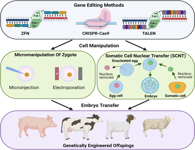 Genome centric engineering using ZFNs, TALENs and CRISPR-Cas9 systems for trait improvement and disease control in Animals | SpringerLink Genome centric engineering using ZFNs, TALENs and CRISPR-Cas9 systems for trait improvement and disease control in Animals | SpringerLink