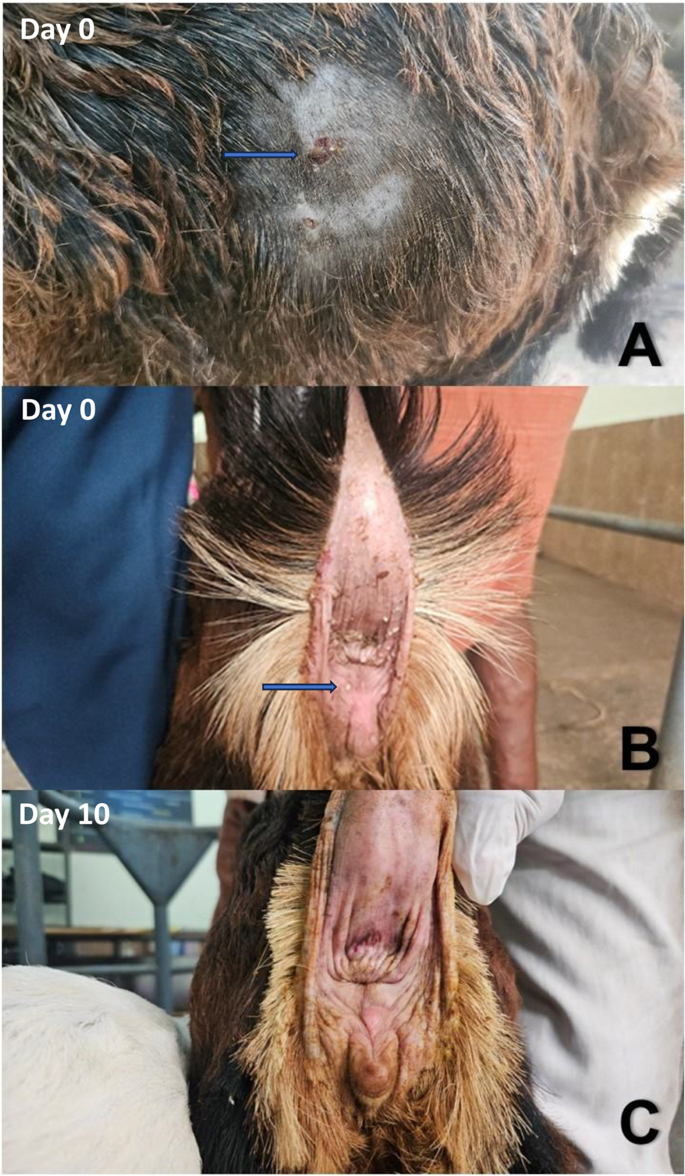 Molecular and phylogenetic characterization of Staphylococcus aureus ...