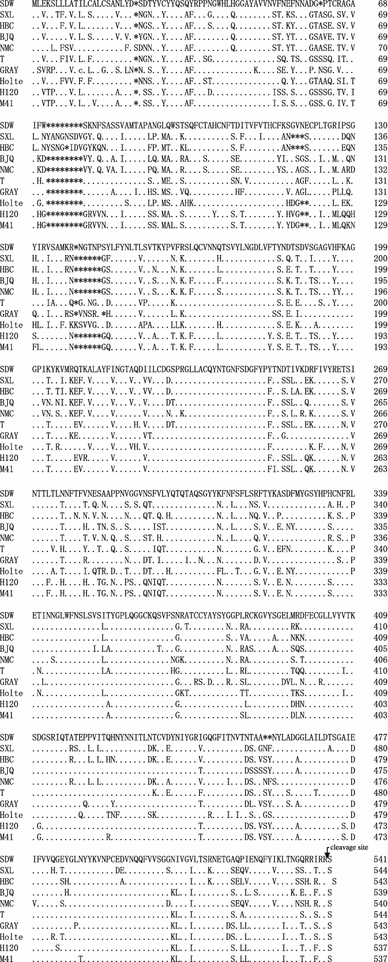 Different Genotypes Of Nephropathogenic Infectious Bronchitis Viruses Co Circulating In Chicken Population In China Springerlink