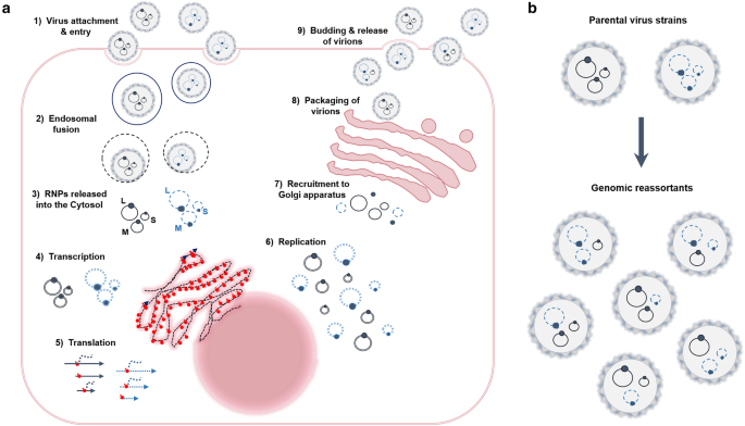 Molecular aspects of Rift Valley fever virus and the emergence of reassortants | SpringerLink Molecular aspects of Rift Valley fever virus and the emergence of reassortants | SpringerLink