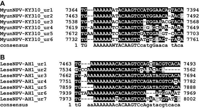 The Complete Genome Sequence Of A Second Alphabaculovirus From The True Armyworm Mythimna Unipuncta Implications For Baculovirus Phylogeny And Host Specificity Springerlink