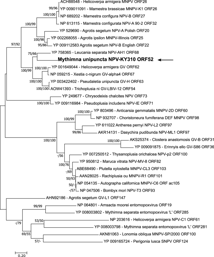 The Complete Genome Sequence Of A Second Alphabaculovirus From The True Armyworm Mythimna Unipuncta Implications For Baculovirus Phylogeny And Host Specificity Springerlink