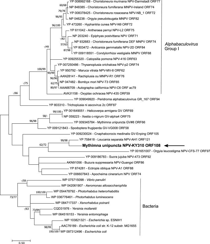 The Complete Genome Sequence Of A Second Alphabaculovirus From The True Armyworm Mythimna Unipuncta Implications For Baculovirus Phylogeny And Host Specificity Springerlink