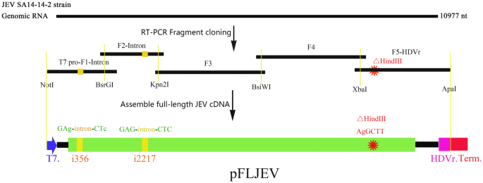 Development Of A Reverse Genetics System For Japanese Encephalitis Virus Strain Sa14 14 2 Springerlink