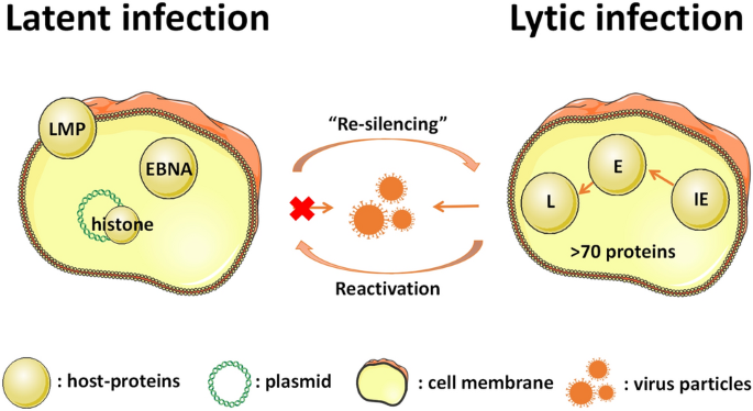 Upregulation of IQGAP2 by EBV transactivator Rta and its influence on EBV  life cycle