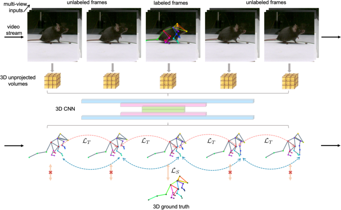 Improved 3D Markerless Mouse Pose Estimation Using Temporal  Semi-supervision