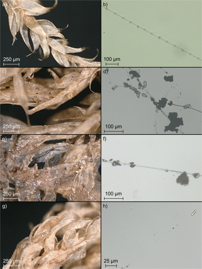 Comparison of Spider Web and Moss Bag Biomonitoring to Detect Sources of  Airborne Trace Elements | SpringerLink