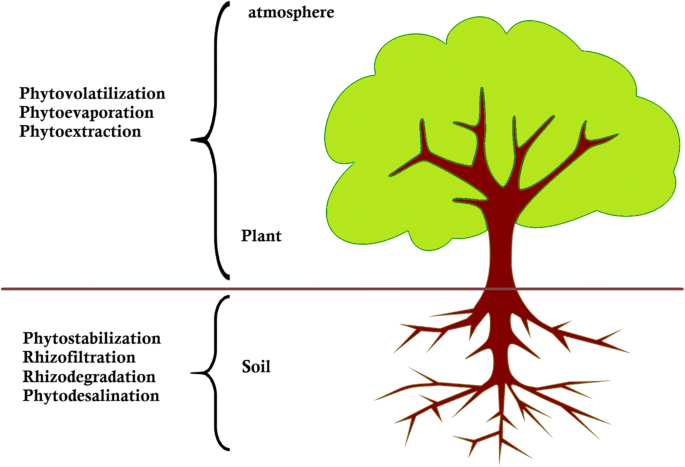 Removal Of Heavy Metals In Contaminated Soil By Phytoremediation Mechanism A Review Springerlink