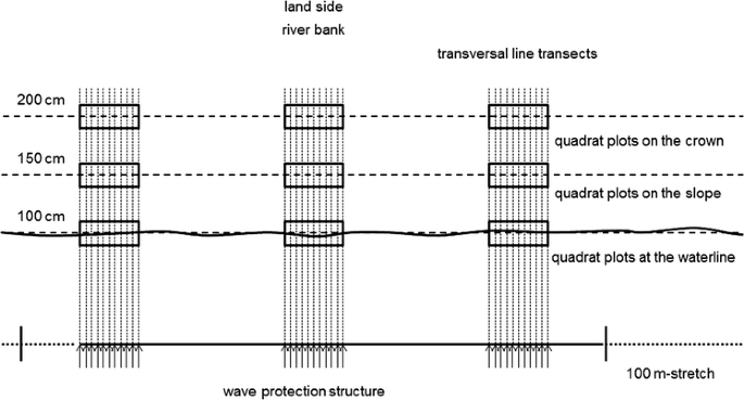 The use of line transects for an accurate description of river bank  vegetation | SpringerLink