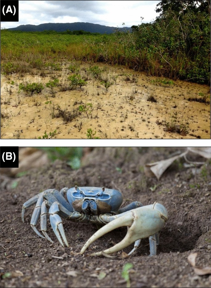 Management and conservation of the land crab Cardisoma guanhumi