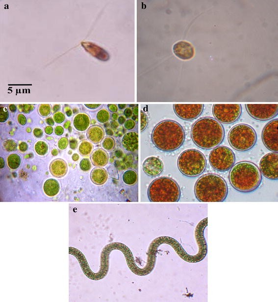 Microalgae: a sustainable feed source for aquaculture | SpringerLink