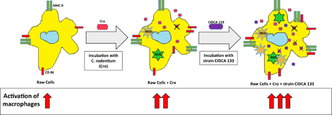 Lactobacillus Delbrueckii Subsp Lactis Strain Cidca 133 Stimulates Murine Macrophages Infected With Citrobacter Rodentium Springerlink