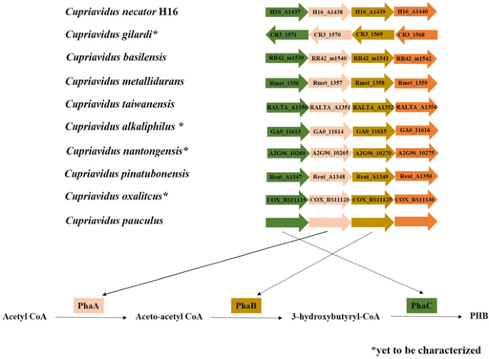 Genome characteristics dictate poly-R-(3)-hydroxyalkanoate production in  Cupriavidus necator H16 | SpringerLink