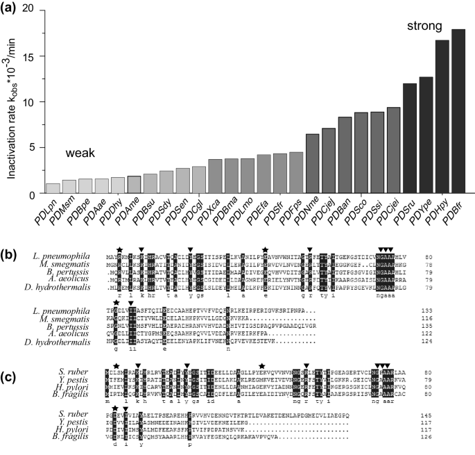 Substrate Inactivation Of Bacterial L Aspartate A Decarboxylase From Corynebacterium Jeikeium K411 And Improvement Of Molecular Stability By Saturation Mutagenesis Springerlink