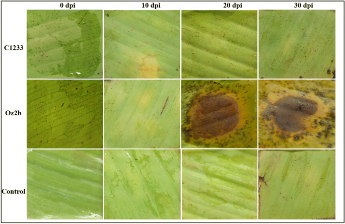 The Cell Wall Proteome From Two Strains Of Pseudocercospora Fijiensis With Differences In Virulence Springerlink