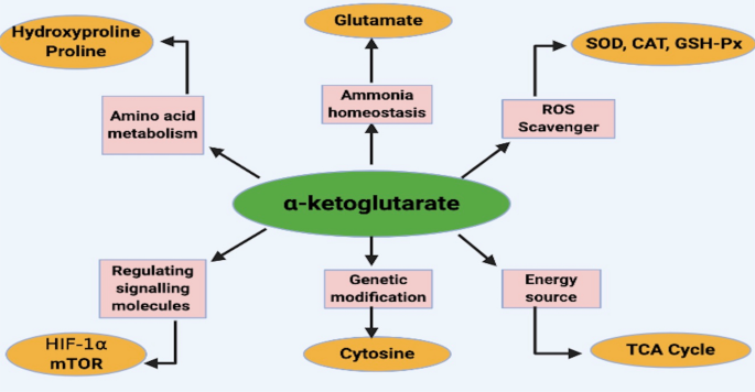 Biochemical pathways to α-ketoglutarate, a multi-faceted metabolite |  SpringerLink