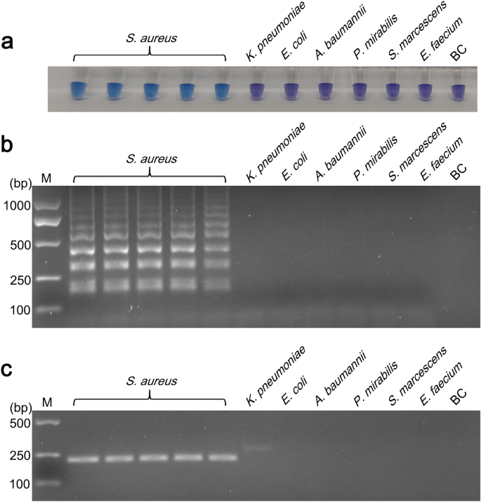 Staphylococcus aureus (S. aureus) - Aladdin Creations