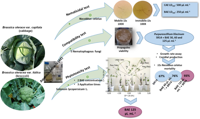 In Vitro Compatibility Of Brassicaceae Extracts With Nematophagous Fungi And Their Effects Against Nacobbus Celatus Springerlink