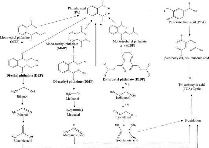 dihexa stability ph degradation pathways Biodegradation of phthalates DIBP, DMP, and DEP by Paenarthrobacter sp. strain PH1 - analysis of degradation, pathway, and its bioremediation potentiality in soil microcosm 🚨 LIMITED SEATING 🚨 Variant:5mg UV protection