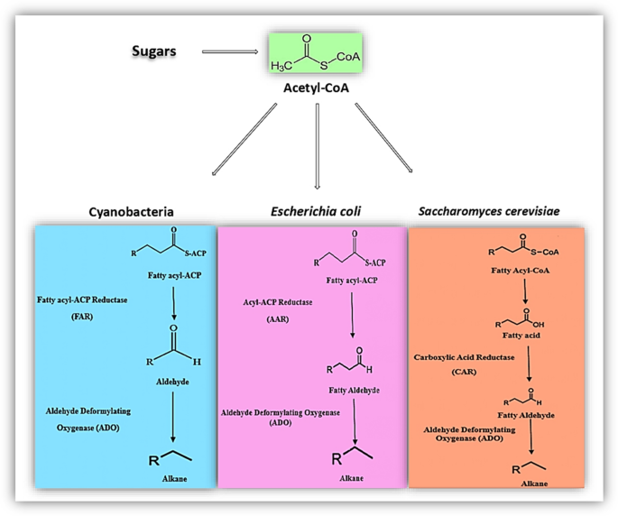 Recent trends in microbial production of alkanes | World Journal of ...