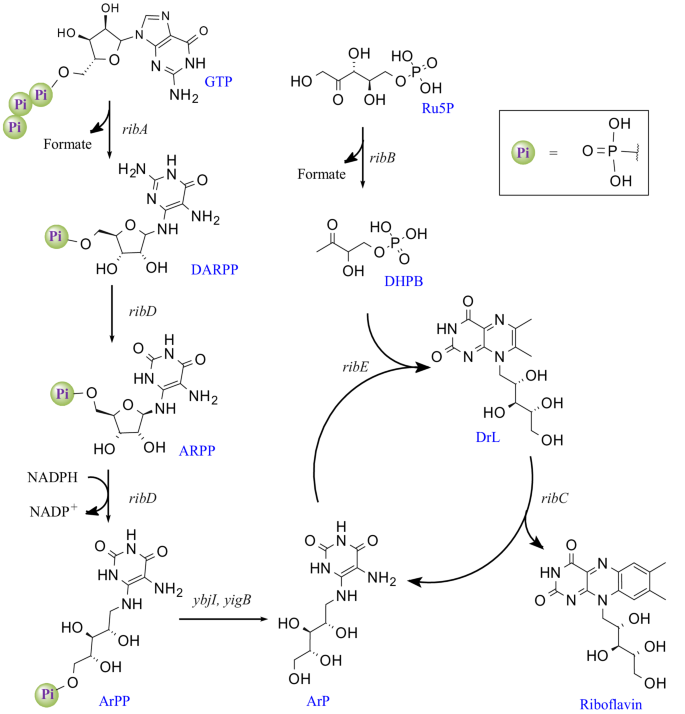 Recent advances in metabolic engineering of Escherichia coli for ...