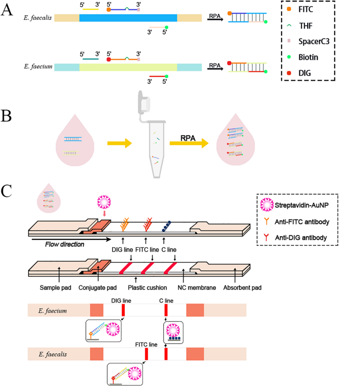 Development and application of a rapid dual RPA-LFS assay for ...