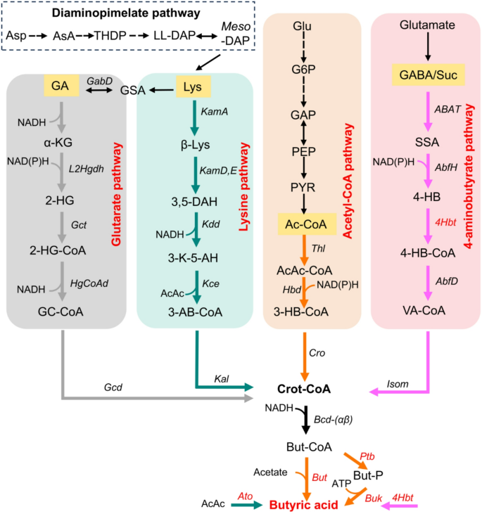 Advances in the biological production of butyric acid | World Journal ...