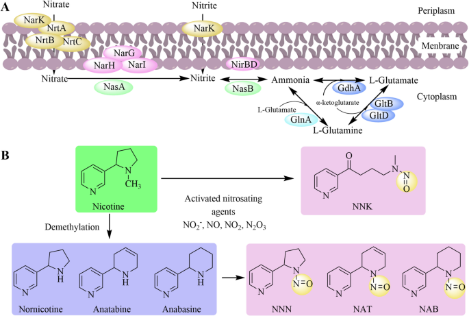 tobacco specific nitrosamines Characterization of a thermotolerant strain inhibiting tobacco-specific  nitrosamines in cigar fermentation | World Journal of Microbiology and  Biotechnology