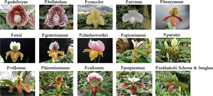 Paphiopedilum villosum orchid species plant BLOOM SIZE Thailand CITES PHYTO 