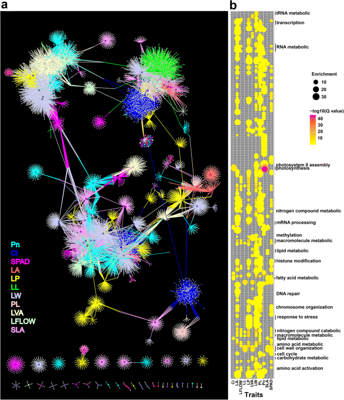 Genetic Architecture Of Leaf Morphological And Physiological Traits In A Populus Deltoides Danhong P Simonii Tongliao1 Pedigree Revealed By Quantitative Trait Locus Analysis Springerlink