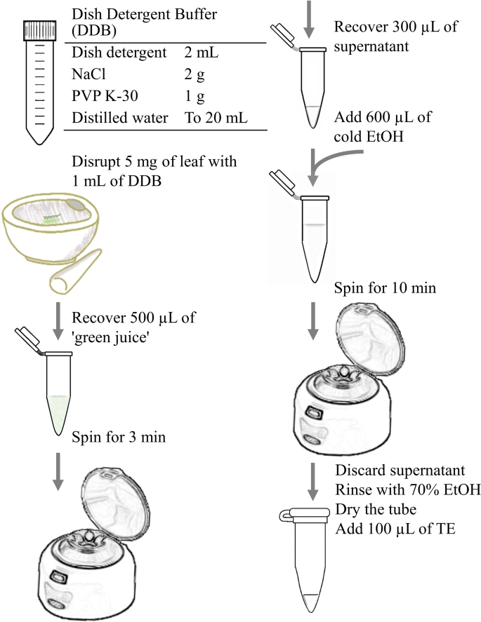 Developing simple DNA extraction and PCR-RFLP for MALE STERILITY 4 (MS4 ...