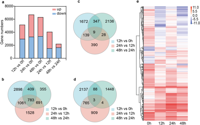 genetic and transcriptional study of glutathione metabolism in oenococcus oeni Altered Metabolic Strategies: Elaborate Mechanisms Adopted by Response to Acid Stress Glutathione-dependent redox balance characterizes the