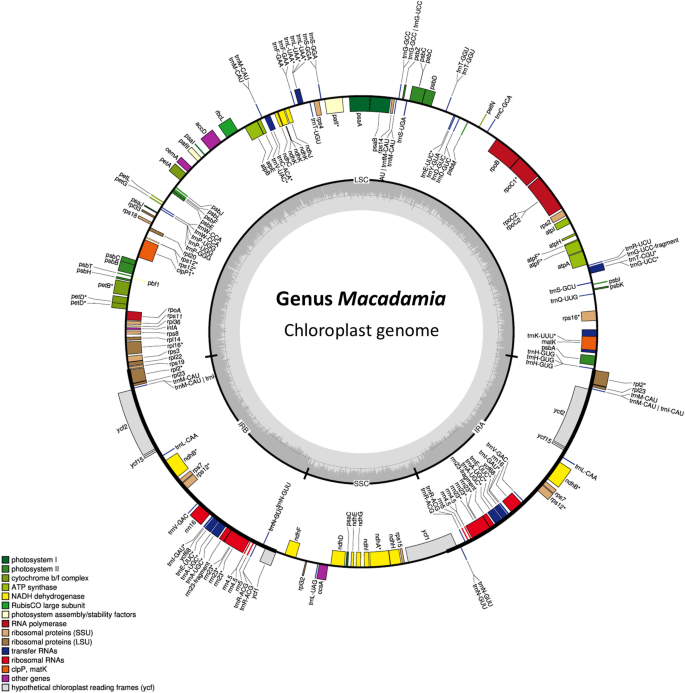 Genetic relationships in the gene pool of domesticated Macadamia based ...