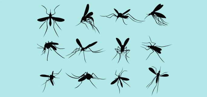 Durch Mücken übertragbare Erkrankungen | SpringerLink