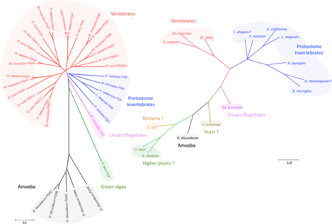 Molecular and functional properties of P2X receptorsu2014recent 