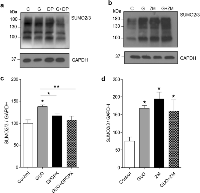 Guanosine modulates SUMO2/3-ylation in neurons and astrocytes via adenosine  receptors | Purinergic Signalling